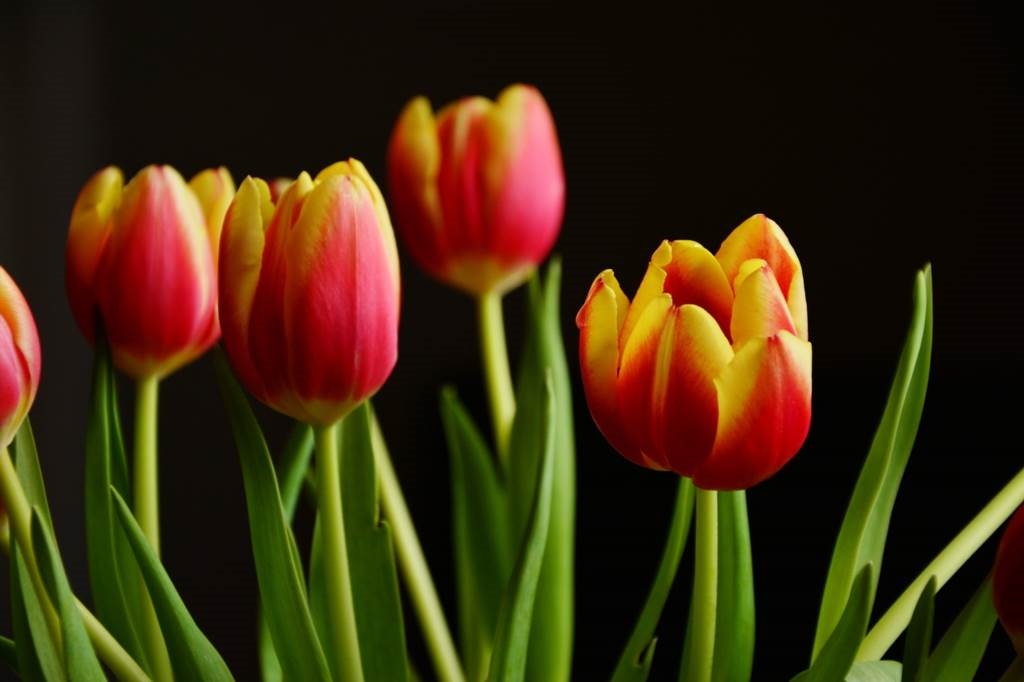co do wody z tulipanami