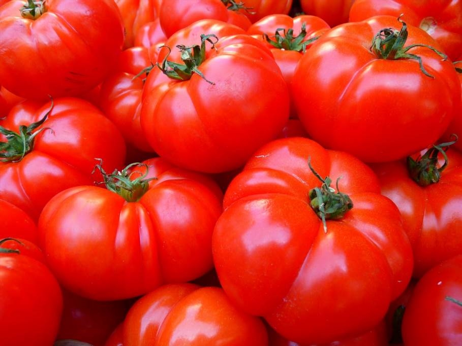 dlaczego żółkną pomidory pod folią