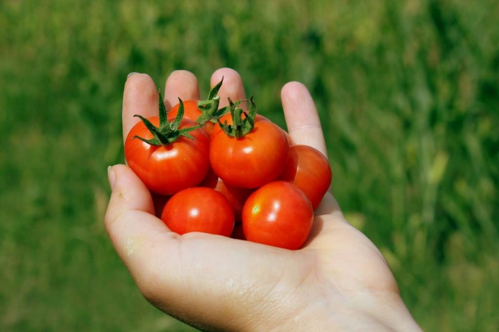 jak często podlewamy pomidory