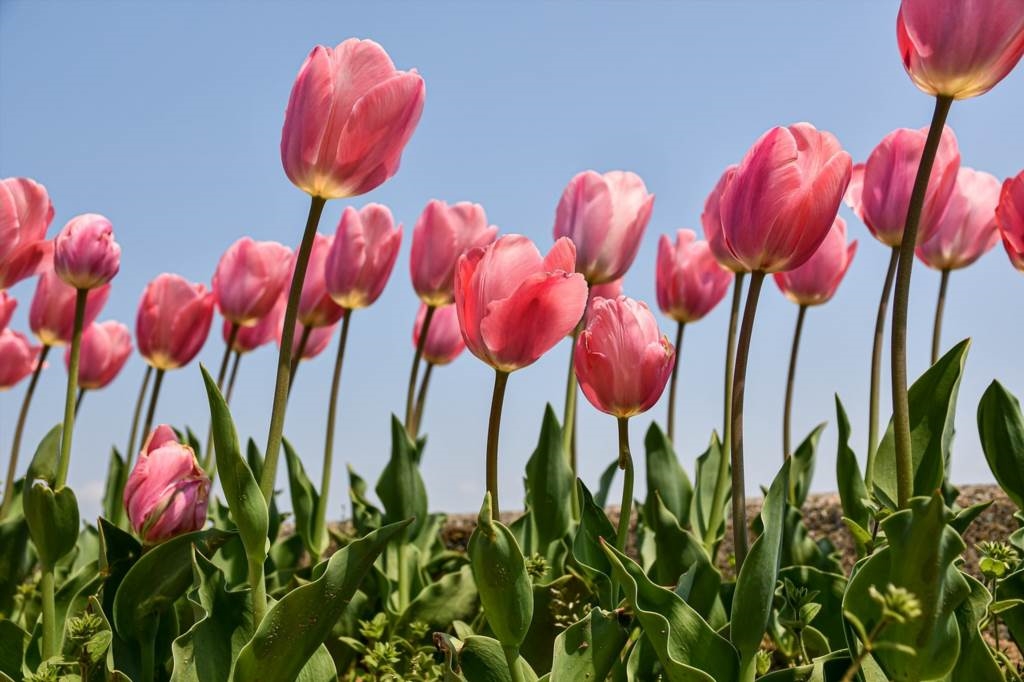 jak dbac o tulipana w wazonie