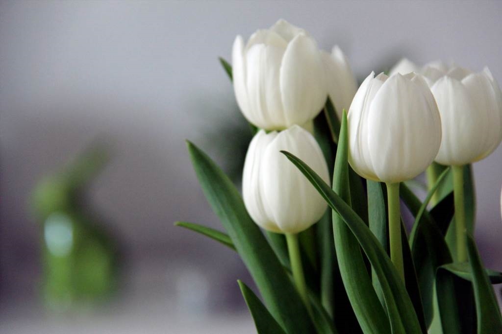 jak przechowywać cebulki tulipanów