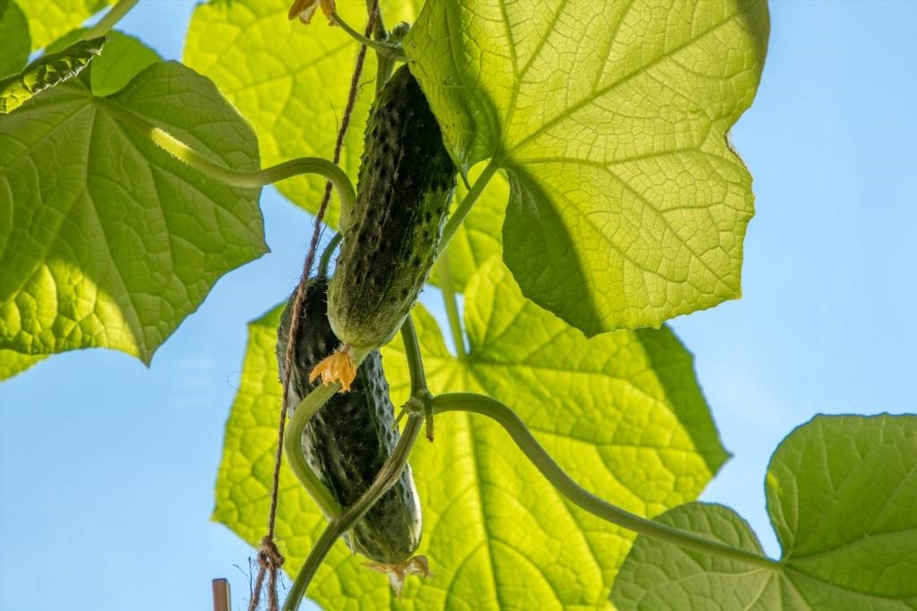jak sadzić ogórki szklarniowe