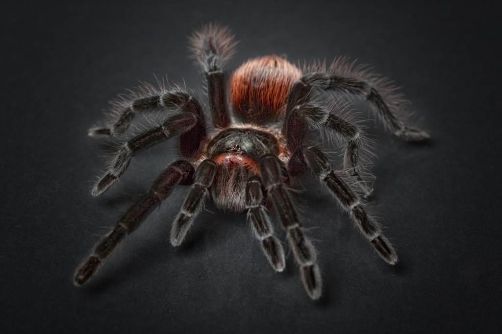 z czego pająk robi pajęczynę